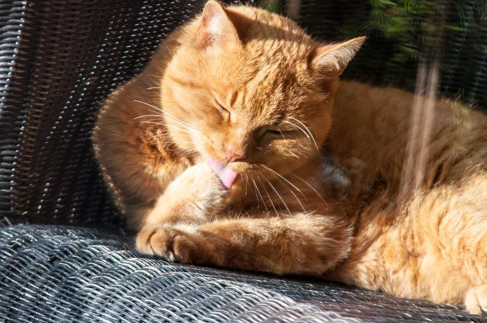 Таблетки и витамины для выведения шерсти у кошек