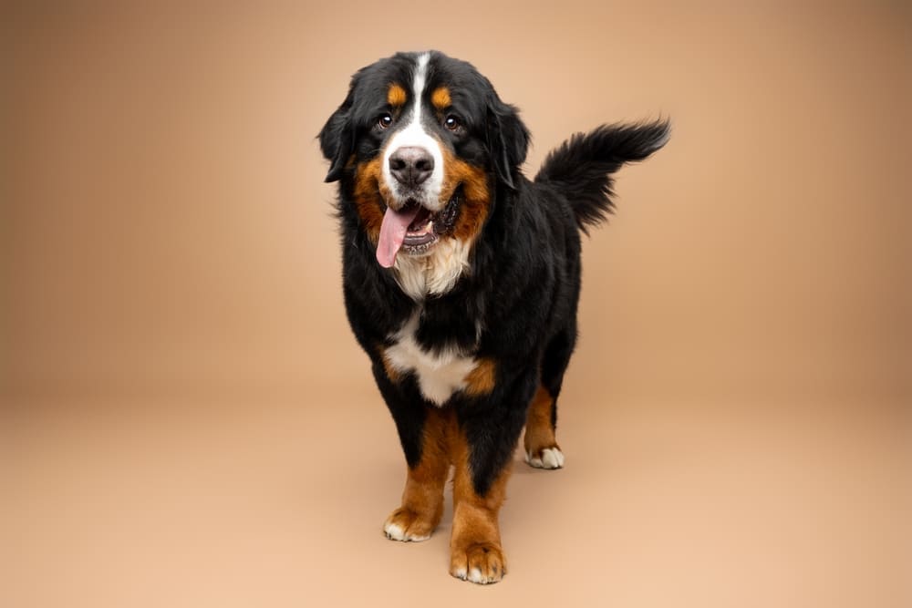 Вот так выглядит бернский зенненхунд