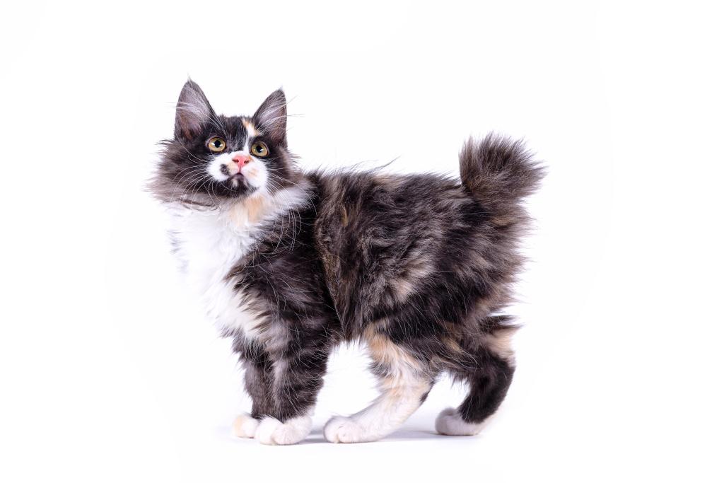 Здоровье породы карельского бобтейла