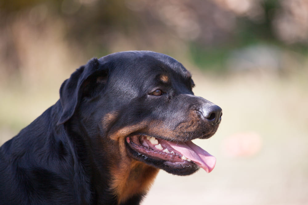 Некоторые болезни ротвейлеров лечат гормонами