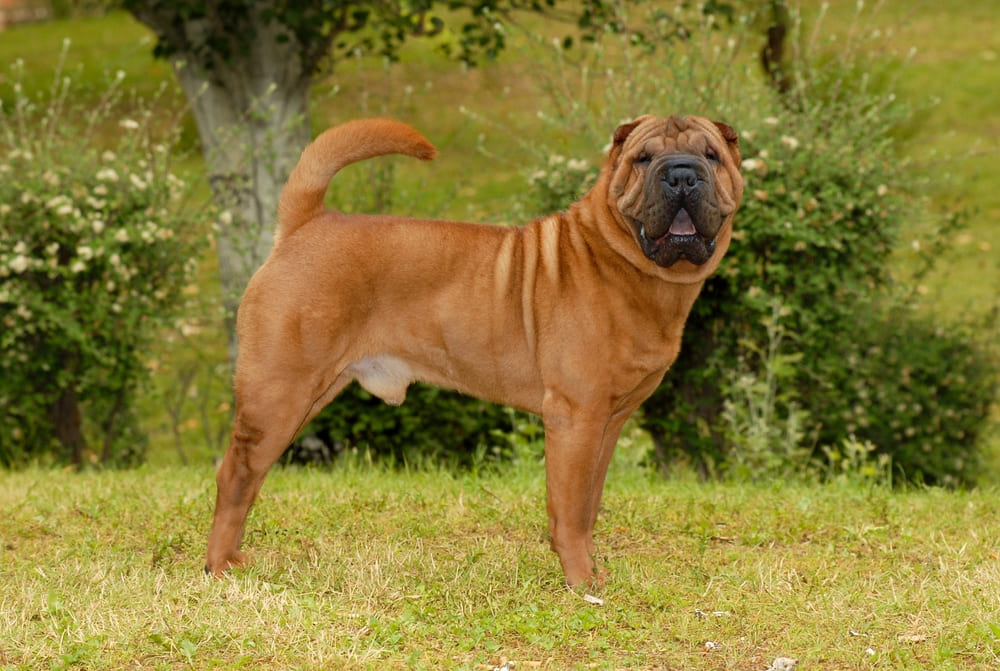 Шарпею нужны обработки от паразитов