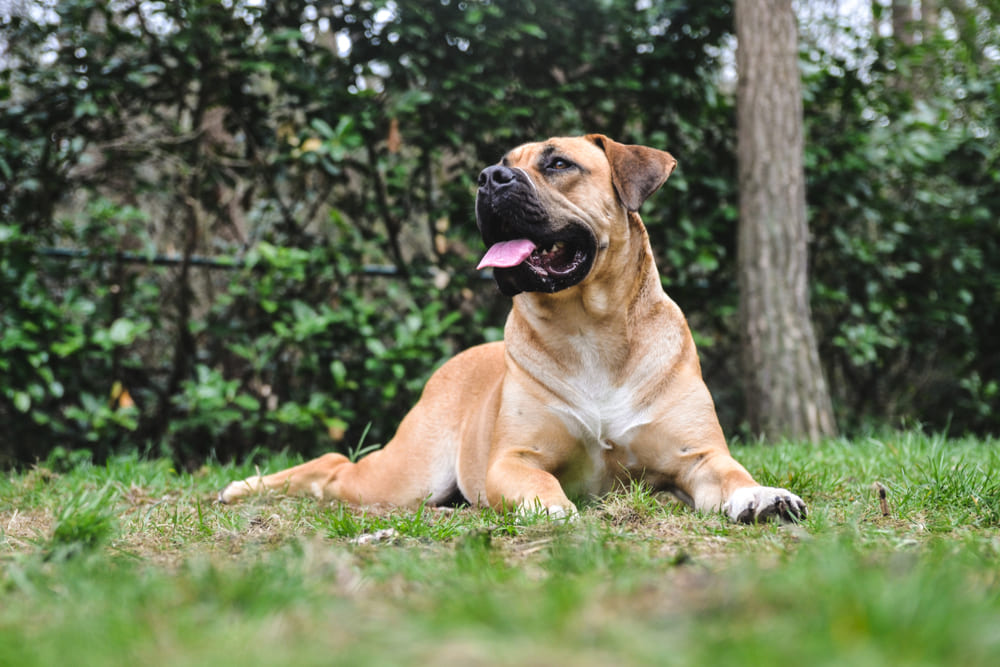 Бурбуль – южноафриканская порода собак