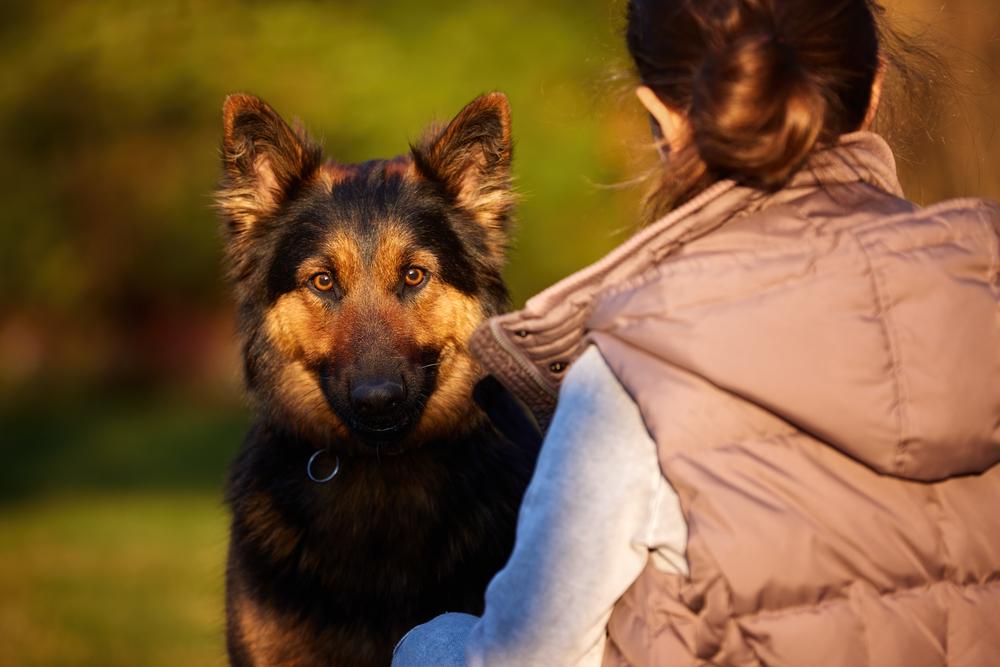 Обучение собак для канистерапии Обучение собак для канистерапии