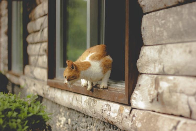 Что внутри кошки картинки. na okne. Что внутри кошки картинки фото. Что внутри кошки картинки-na okne. картинка Что внутри кошки картинки. картинка na okne.