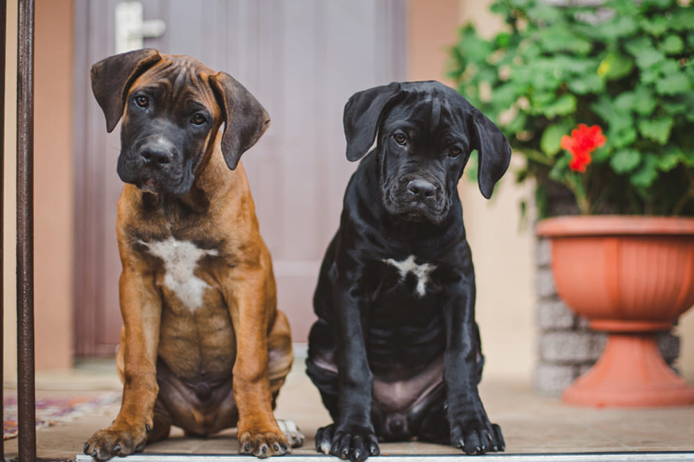 Приобретать кане-корсо лучше в питомнике