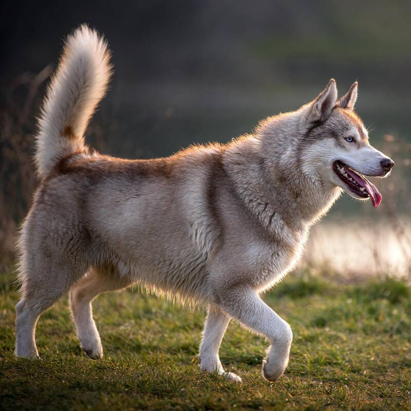 Порода собак выведенных с волками