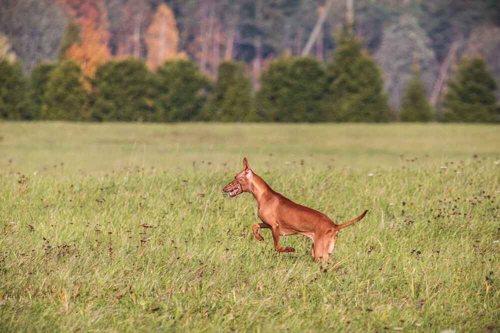 Чирнеко дель Этна бежит вперед