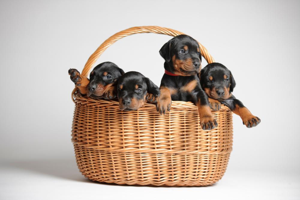 Прикорм щенка добермана