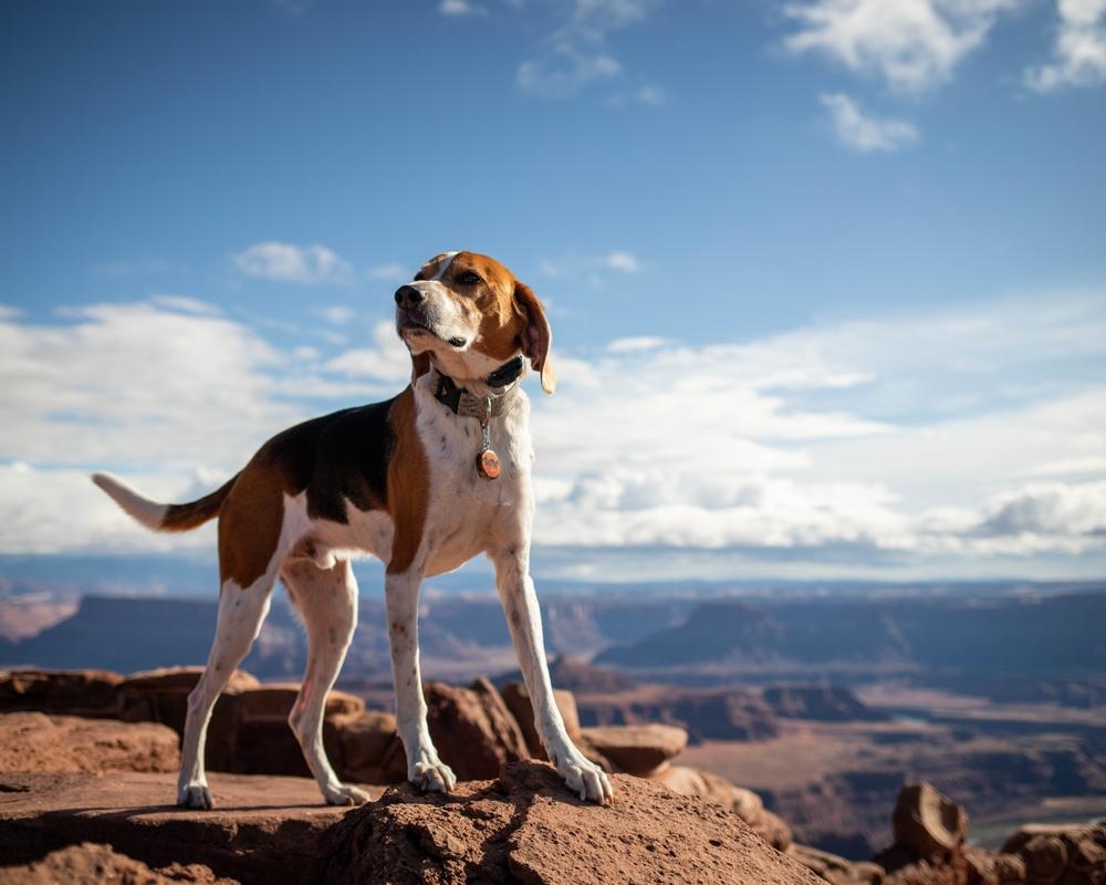 Как заниматься дог-трекингом Как заниматься дог-трекингом