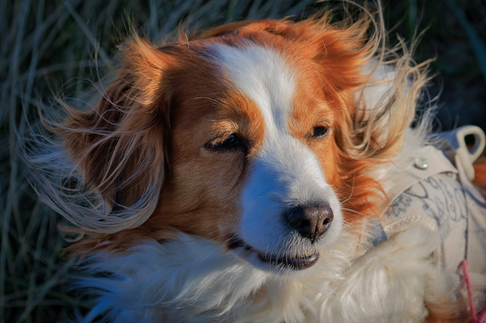 Коикерхондье отличаются ласковостью