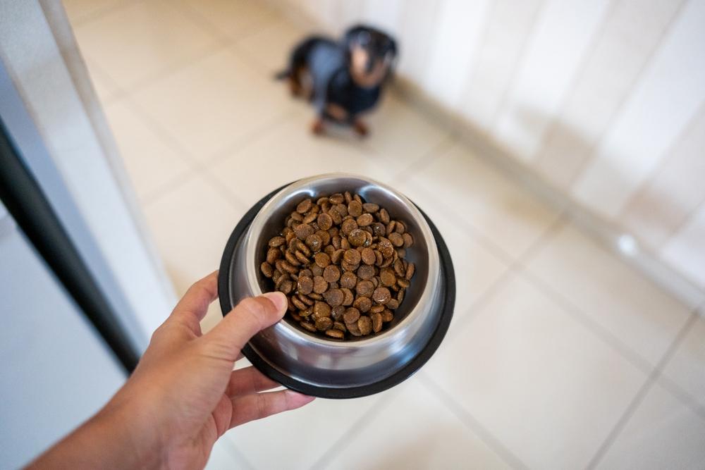 Как правильно кормить взрослую таксу