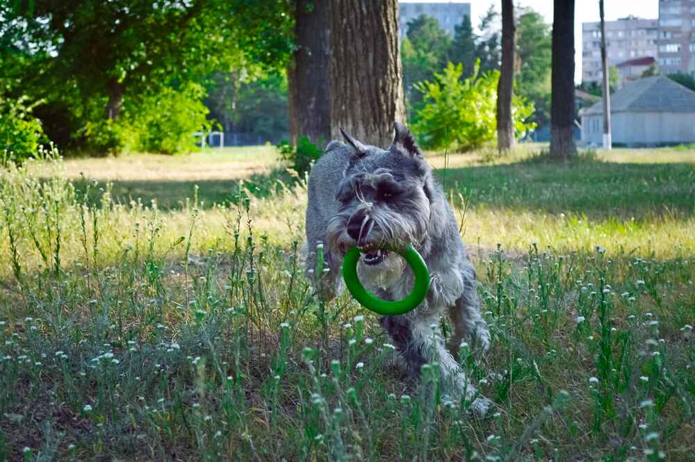 Владелец может повлиять на то, сколько проживет миттельшнауцер