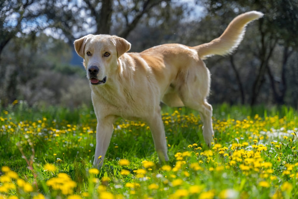 У лабрадоров есть болезнь, проявляющаяся мышечной слабостью