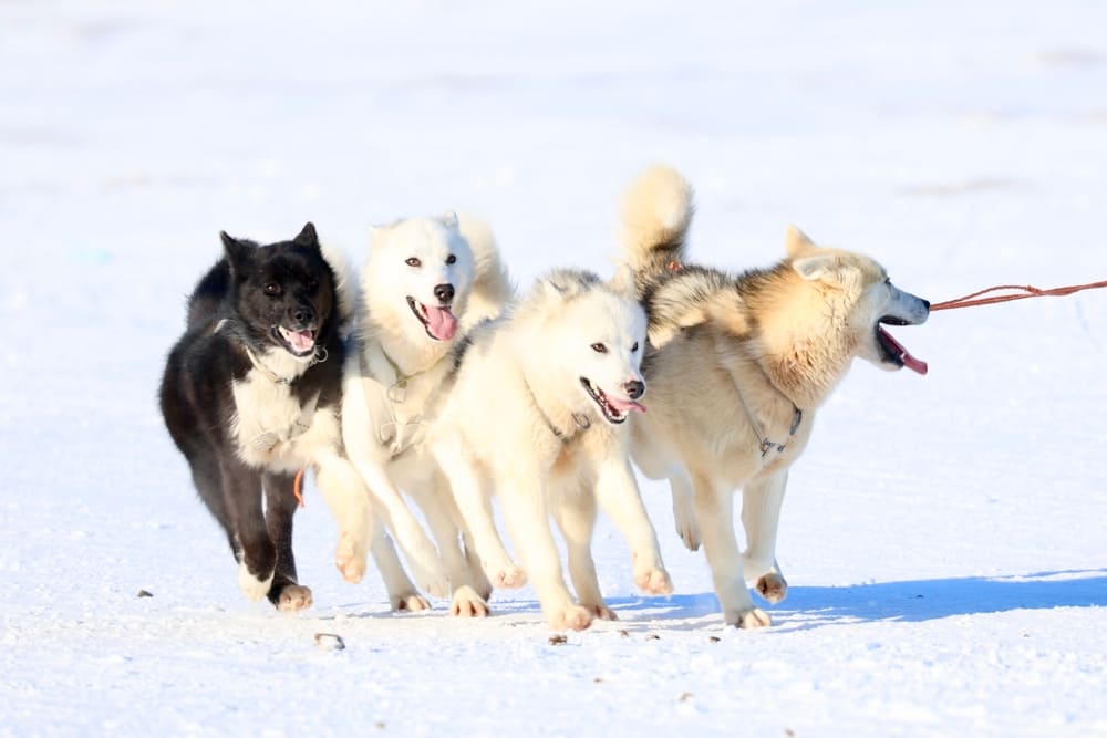 Гренландские ездовые собаки в упряжке