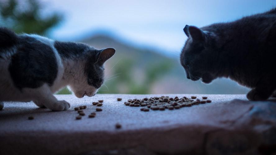 Кошка закапывает еду из-за конкуренции с другими животными
