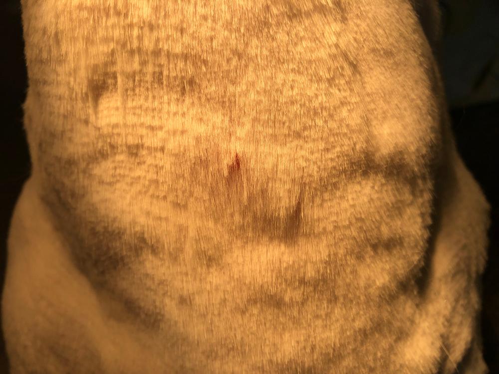 причины дерматита у кошек