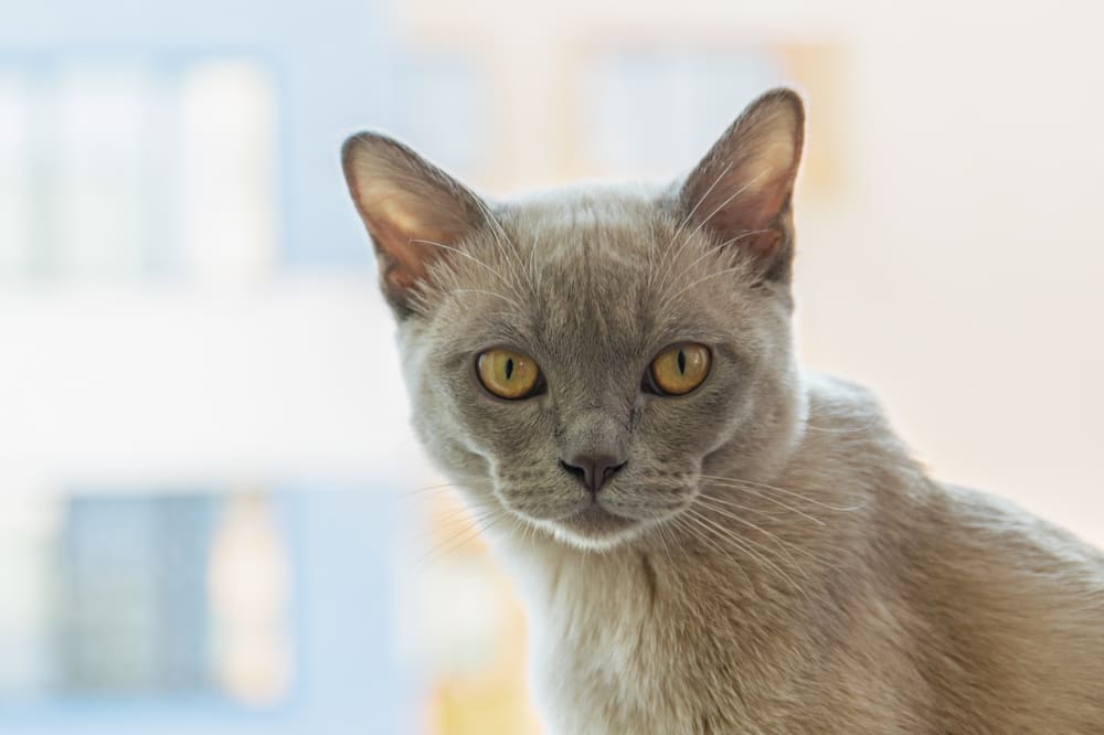 Некоторые болезни бурманских кошек не имеют симптомов