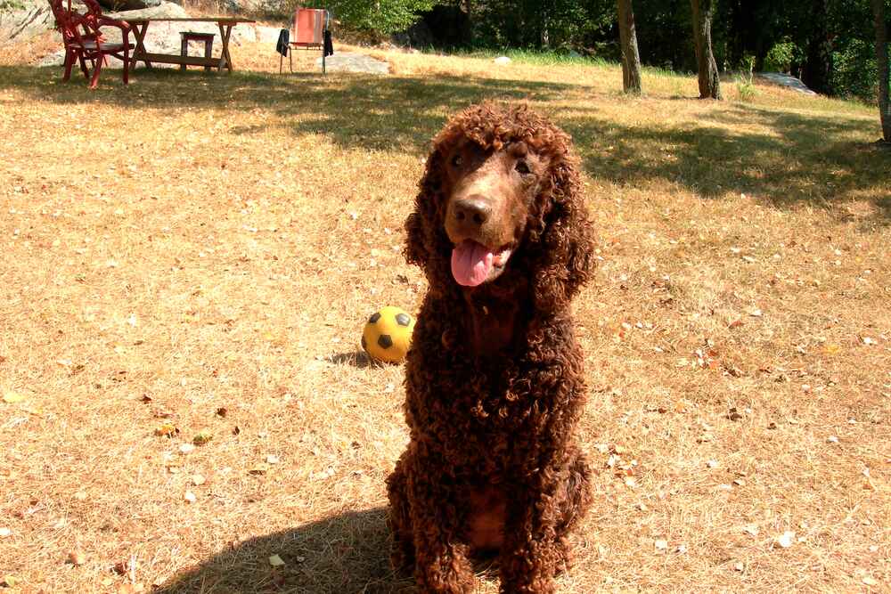 Водяной спаниель