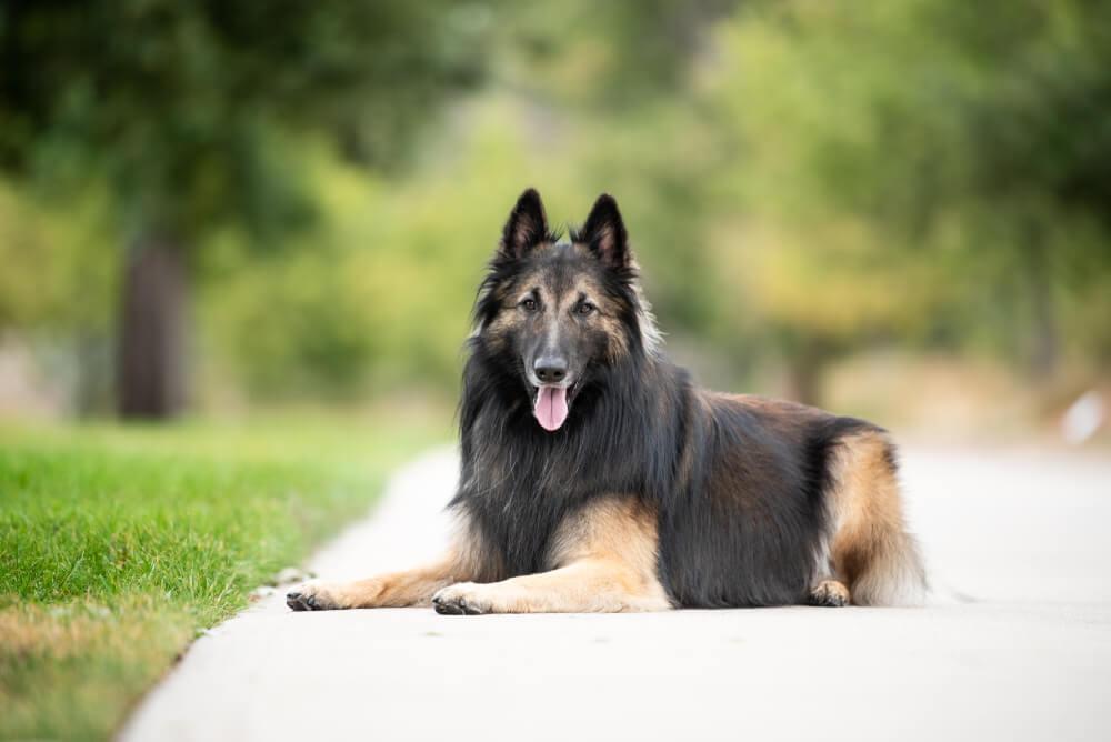 Какой уход нужен тервюрену?