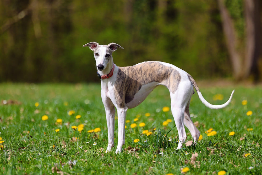 Самолечение может повлиять на то, сколько проживет уиппет