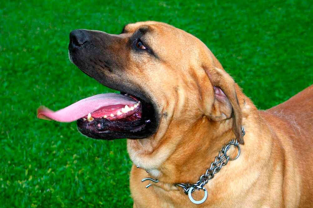 Тоса-ину отличаются умом