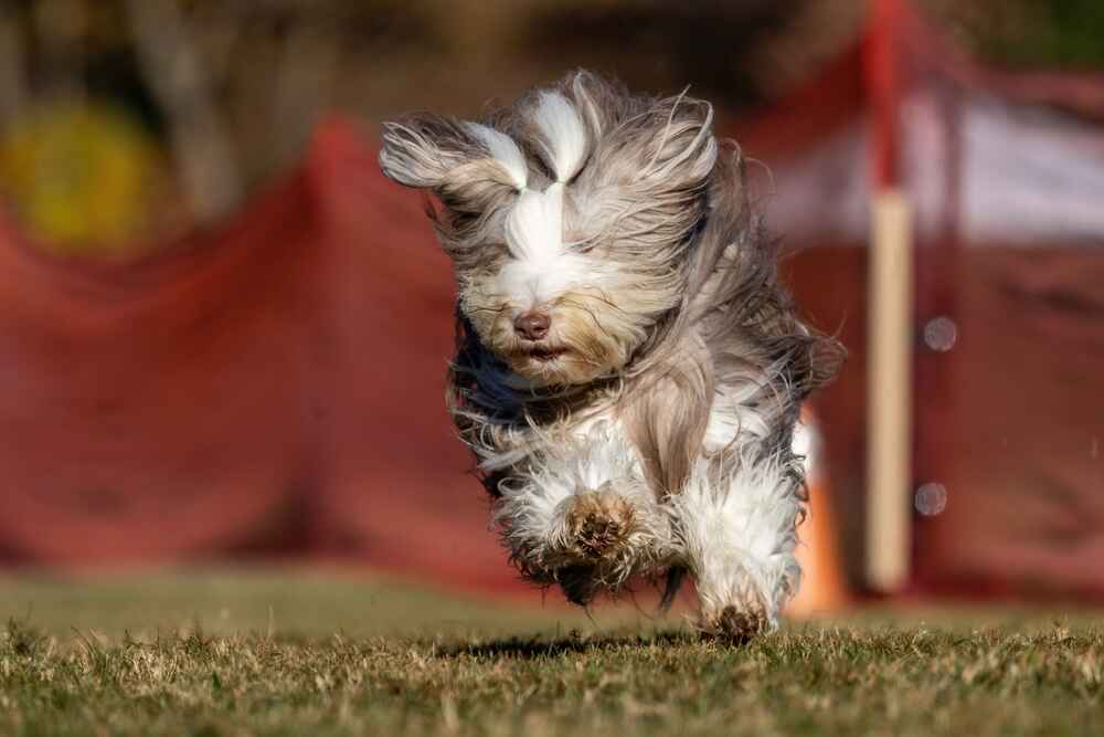 Бородатый колли отличается настороженностью по отношению к чужим