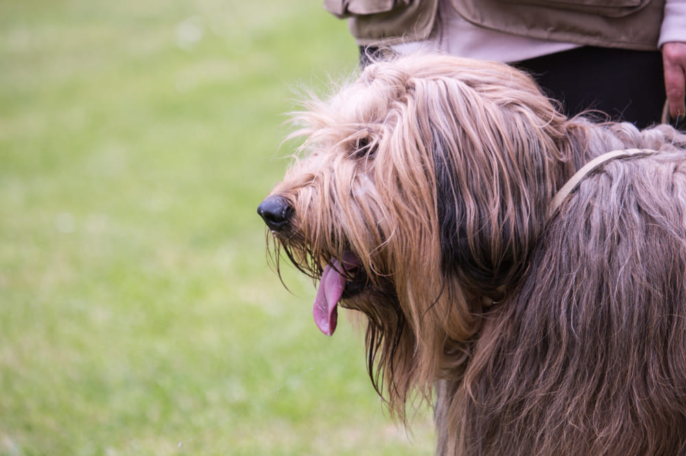 Фландрийский бувье требует определенных затрат