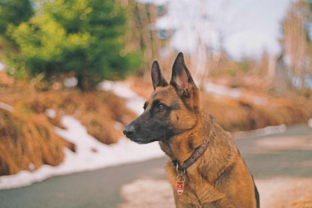 Почему немецкая овчарка становится злой?