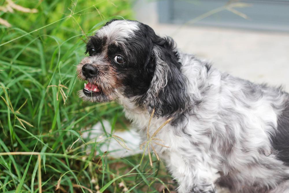 Опасность кишечной непроходимости у собак