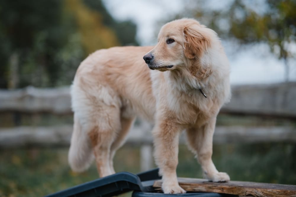 Ховаварты наделены сторожевым инстинктом