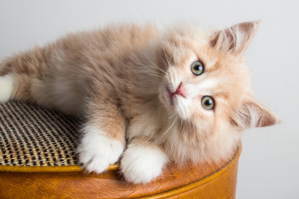 Темпераменты кошек