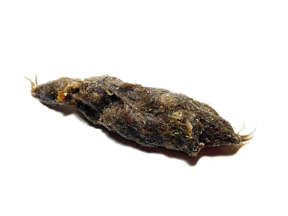 Что такое трихобезоары и чем они опасны для кошек Что такое трихобезоары и чем они опасны для кошек