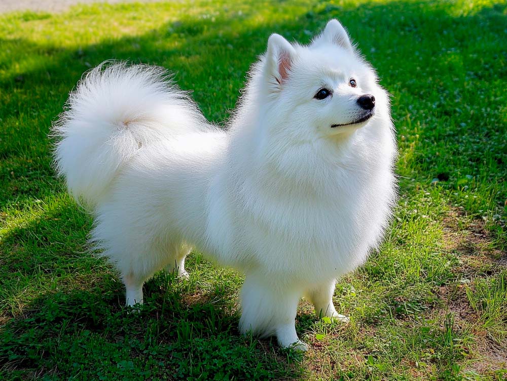 Вольпино итальяно нужно подпиливать когти