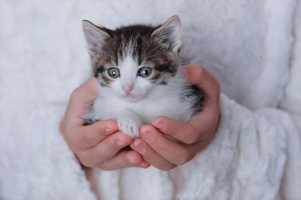 Сколько должен весить котенок в 5 месяцев 