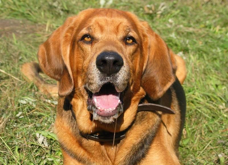 Характер польского огара