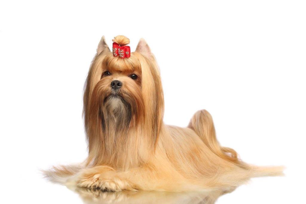 Внешность русской салонной собаки