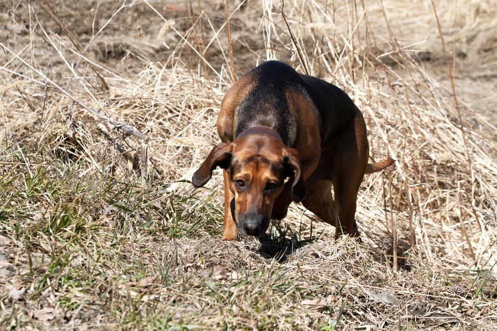 Уход и содержание гончей Шиллера