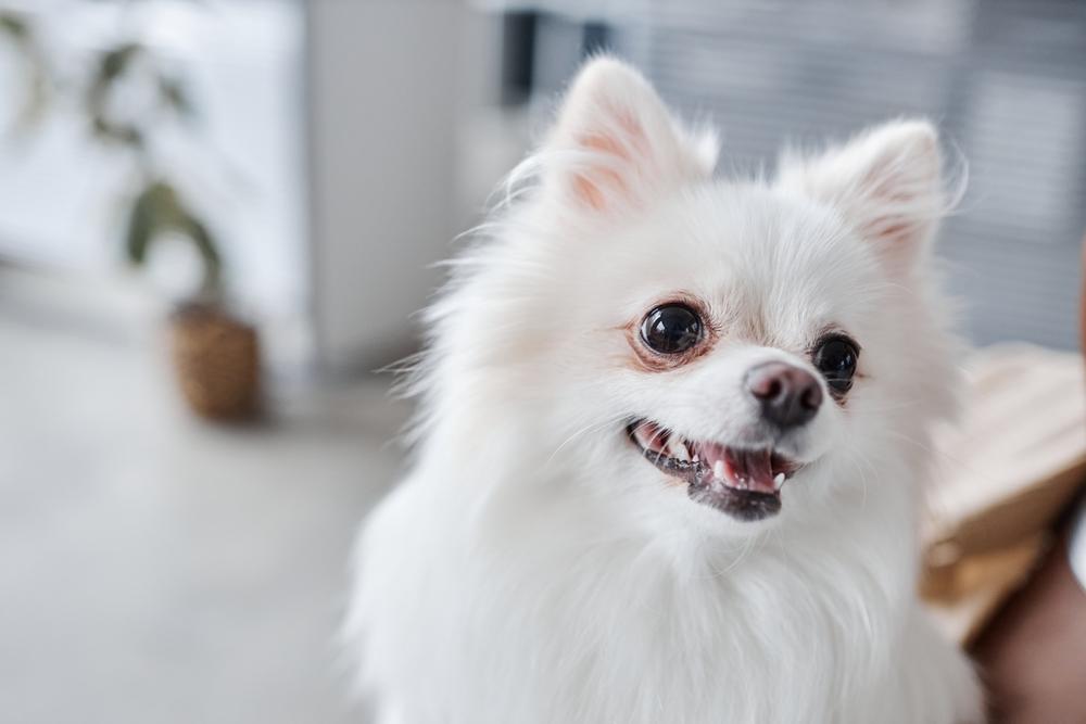 В чем особенность белого окраса у шпицев?