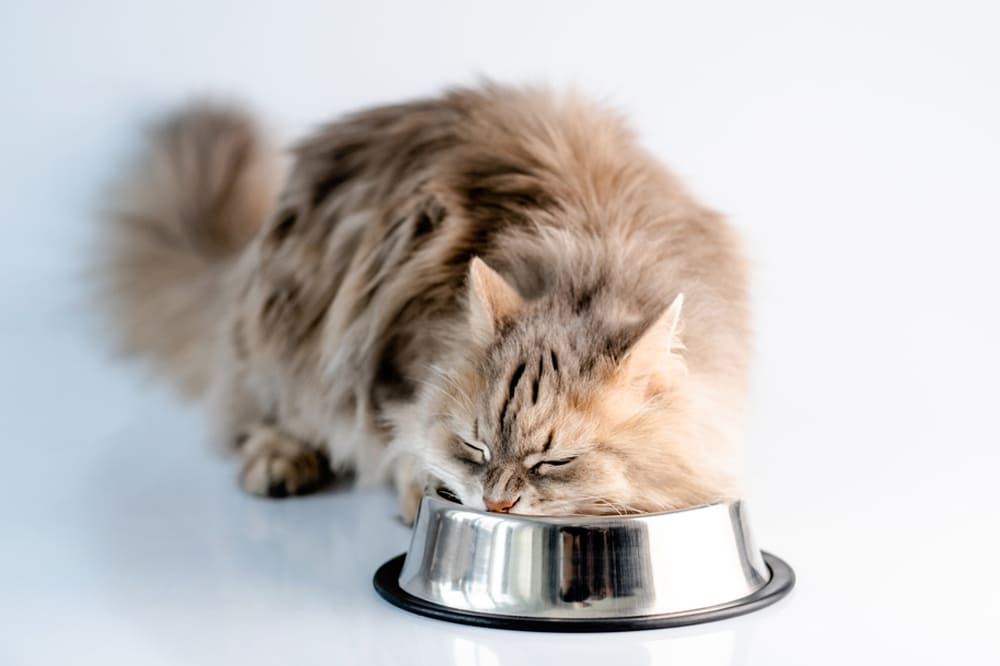 Можно ли кошкам предлагать печень?