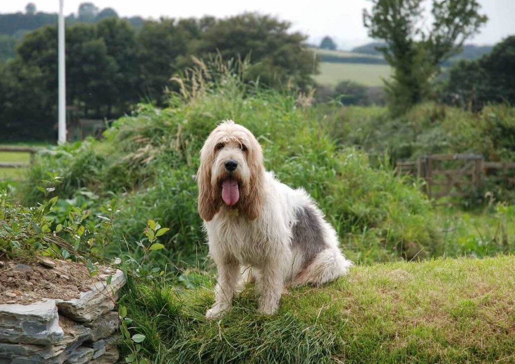 Воспитание и дрессировка вандейского бассет-гриффона