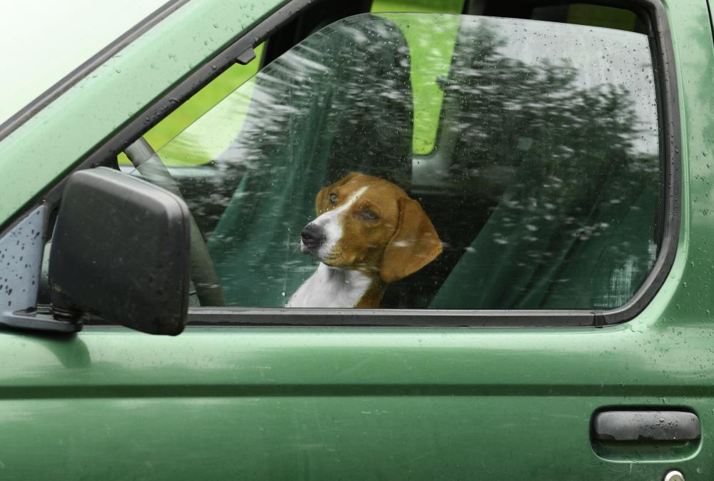 Уход за древером 