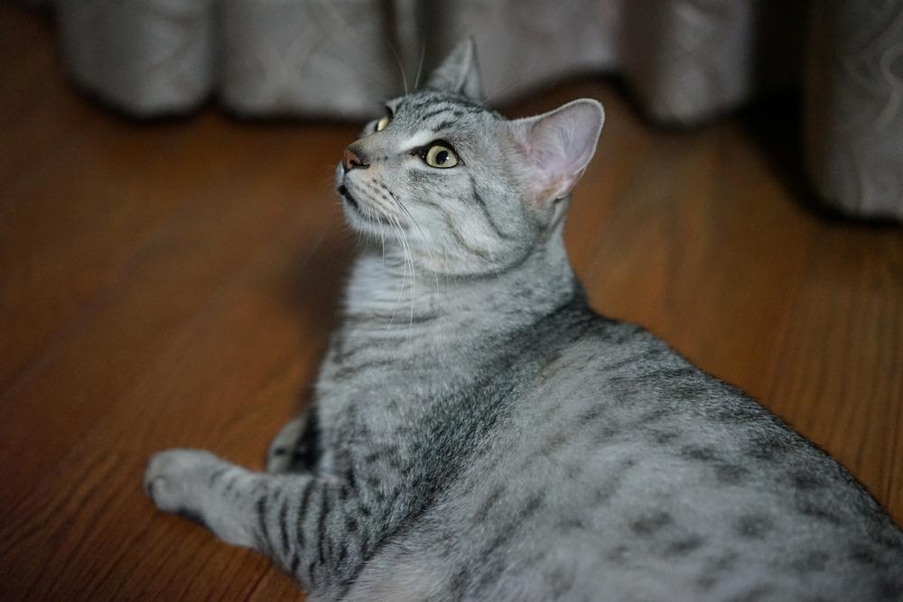 Ключевые факты о египетской мау