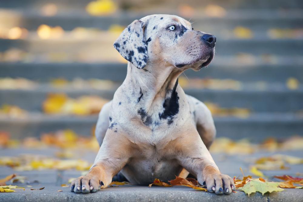 Содержание леопардовой собаки Катахулы 