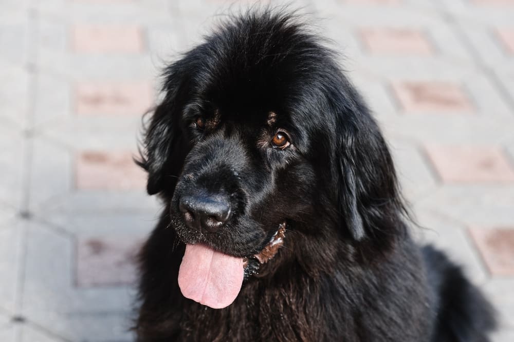 Уход влияет на то, сколько живут ньюфаундленды