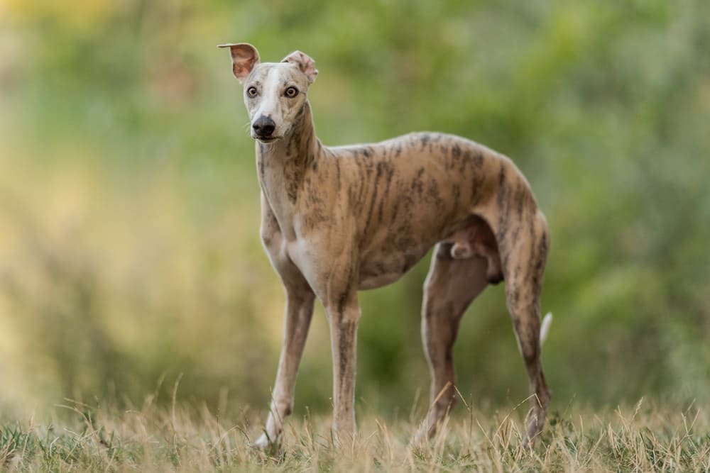 Важно знать, сколько живет уиппет в норме