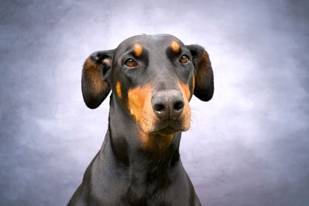 Питание влияет на то, сколько живу доберманы