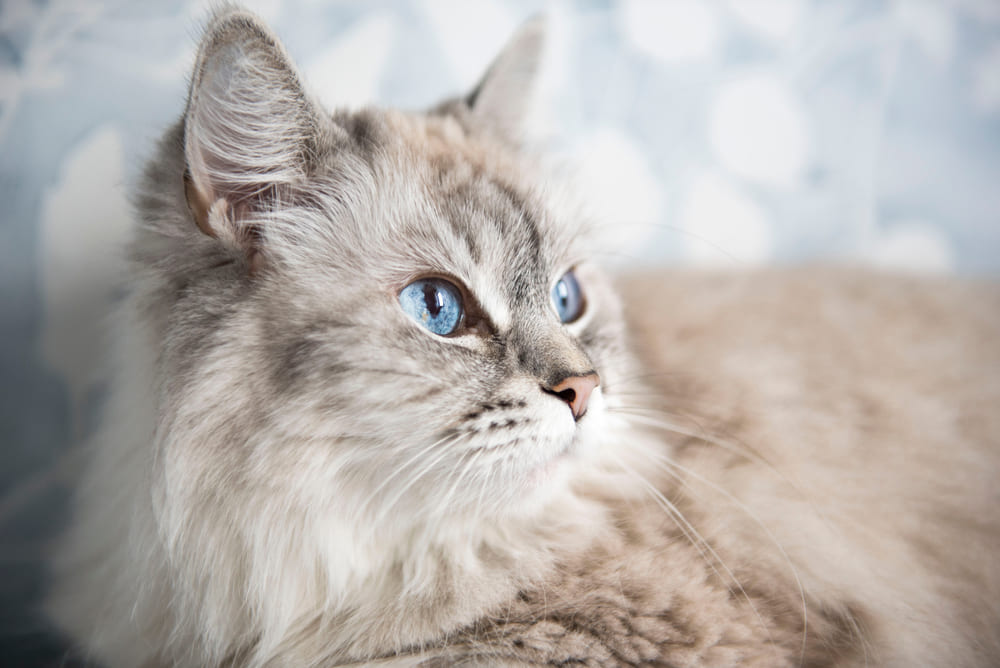 Владельцу интересно, сколько прожила его невская маскарадная кошка по человеческим меркам