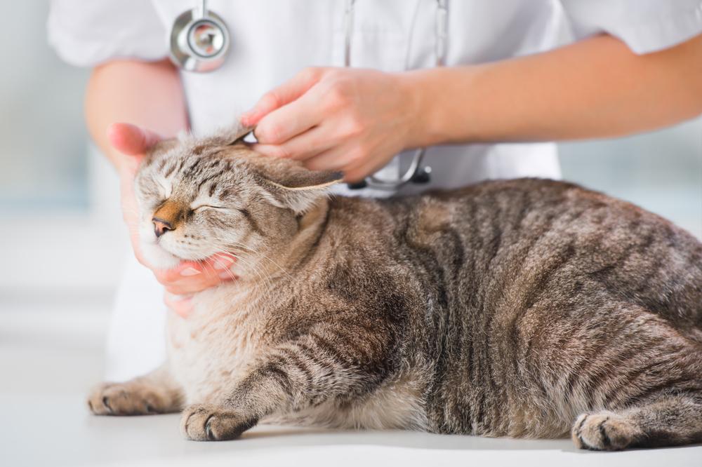 лечение ушного клеща у кошек