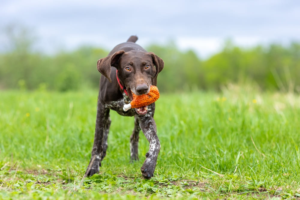 Сколько весит курцхаар в разном возрасте?