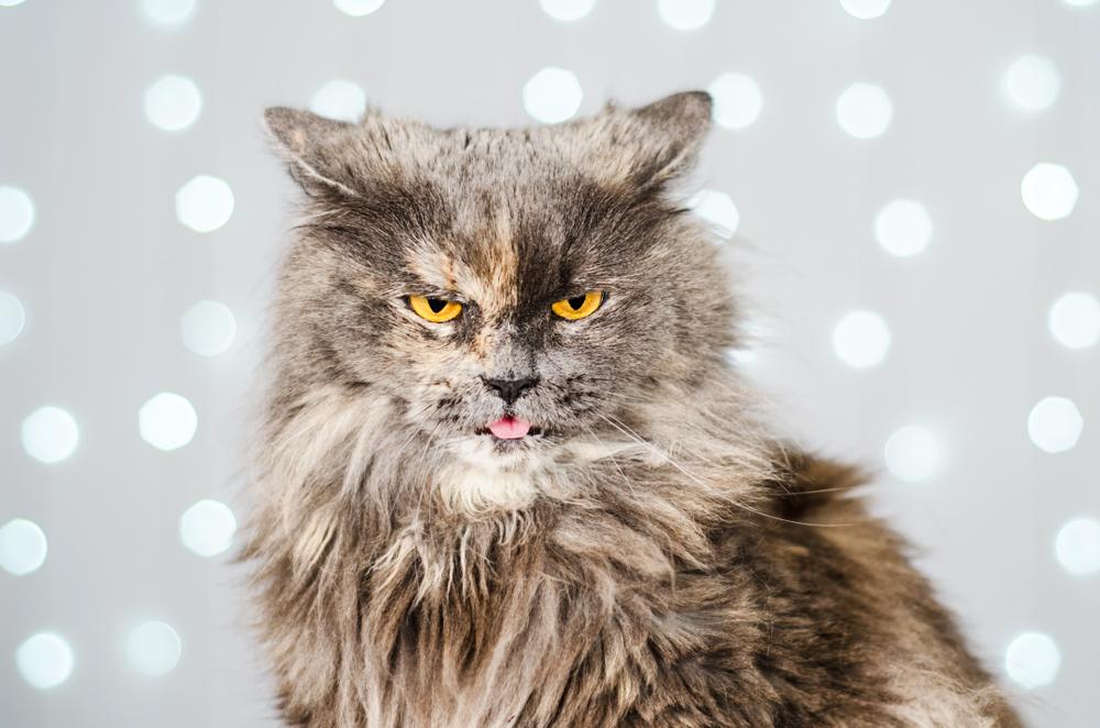 Нормальна ли рвота шерстью у кошек Нормальна ли рвота шерстью у кошек